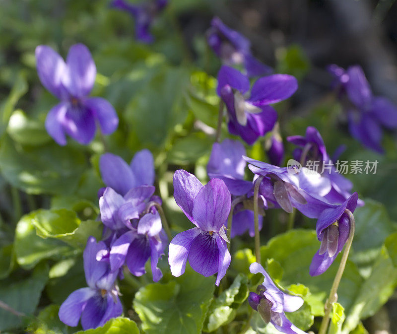 甜紫罗兰(Viola odorata)